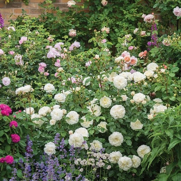 Tranquillity Fragrant English Shrub Rose 6L 4 Tranquillity Fragrant English Shrub Rose 6L - Image 2