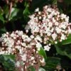Viburnum Tinus 'Lisarose' -Roundupt Store 869198