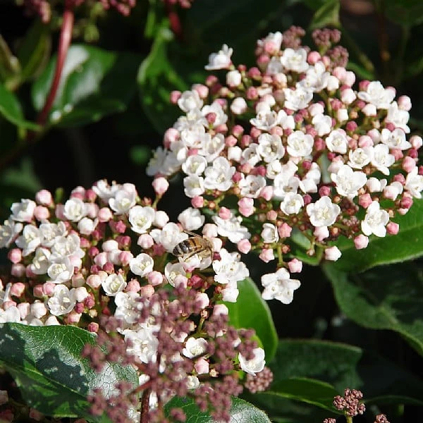 Viburnum Tinus 'Lisarose' 3 Viburnum Tinus 'Lisarose'