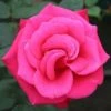 Timeless Charisma Hybrid Tea Rose 3L 1 Timeless Charisma Hybrid Tea Rose 3L -Roundupt Store 914173