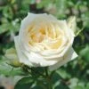 Countess Of Wessex Shrub Rose 4L -Roundupt Store 914196