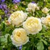 Vanessa Bell Shrub Rose 6L -Roundupt Store 999507