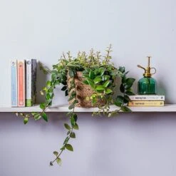 Aeschynanthus Japhrolepis (Lipstick Plant) Hanging