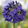 Agapanthus 'Dark Silk' -Roundupt Store AGADASI