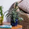 Ananas Mi Amigo (Pineapple Plant) -Roundupt Store ANANAS