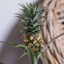 Ananas Mi Amigo (Pineapple Plant) -Roundupt Store ANANAS 2