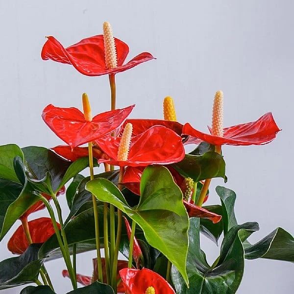 Anthurium Red (Flamingo Flower) 4 Anthurium Red (Flamingo Flower) - Image 2