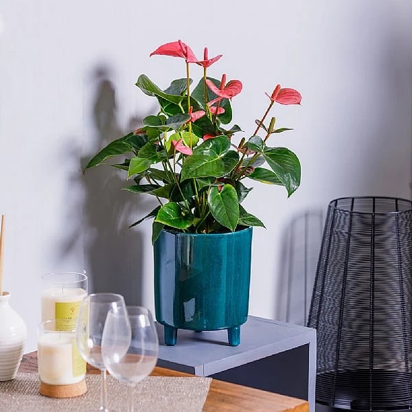 Anthurium Pink (Flamingo Flower) 3 Anthurium Pink (Flamingo Flower)