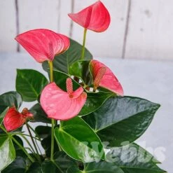 Anthurium Pink (Flamingo Flower) 6 Anthurium Pink (Flamingo Flower) -Roundupt Store ANTPINKCHA 1