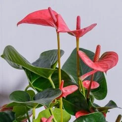 Anthurium Pink (Flamingo Flower) 7 Anthurium Pink (Flamingo Flower) -Roundupt Store ANTPINKCHA 2