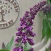 Buddleja 'Rocket Star Orchid' 2 Buddleja 'Rocket Star Orchid' -Roundupt Store BUDROCORC