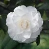 Camelia Japonica 'White' 2 Camelia Japonica 'White' -Roundupt Store CAMELIAWHT