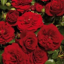 Carimba Courtyard Climbing Rose