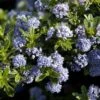 Ceanothus 'Blue Mound' 2 Ceanothus 'Blue Mound' -Roundupt Store CEABLUMOUND