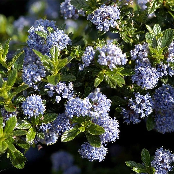 Ceanothus 'Blue Mound' 3 Ceanothus 'Blue Mound'