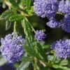Ceanothus 'Concha' 1 Ceanothus 'Concha' -Roundupt Store CEACONC