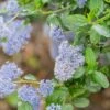 Ceanothus Skylark -Roundupt Store CEANSKYLAR