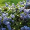 Ceanothus Thrysiflorus 'Repens' 1 Ceanothus Thrysiflorus 'Repens' -Roundupt Store CEAREPN