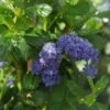 Ceanothus Griseus 'Yankee Point' 1 Ceanothus Griseus 'Yankee Point' -Roundupt Store CEAYANKEEPNT