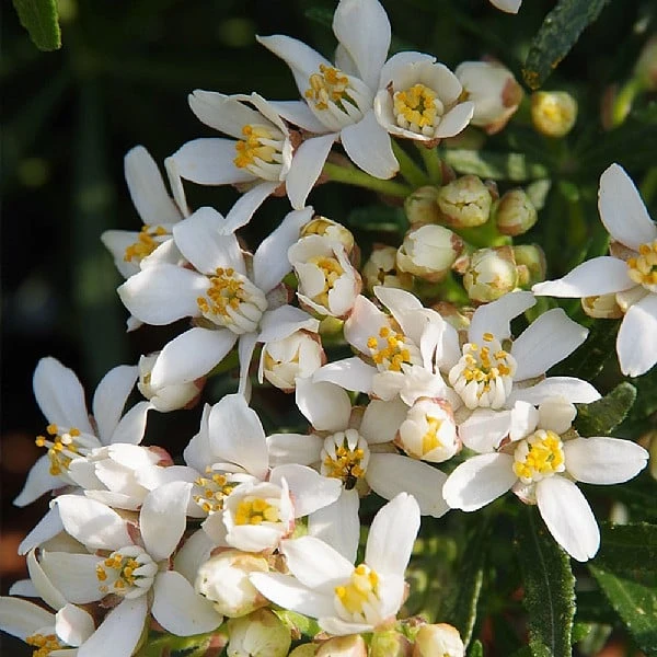 Choisya 'White Dazzler' 3 Choisya 'White Dazzler'