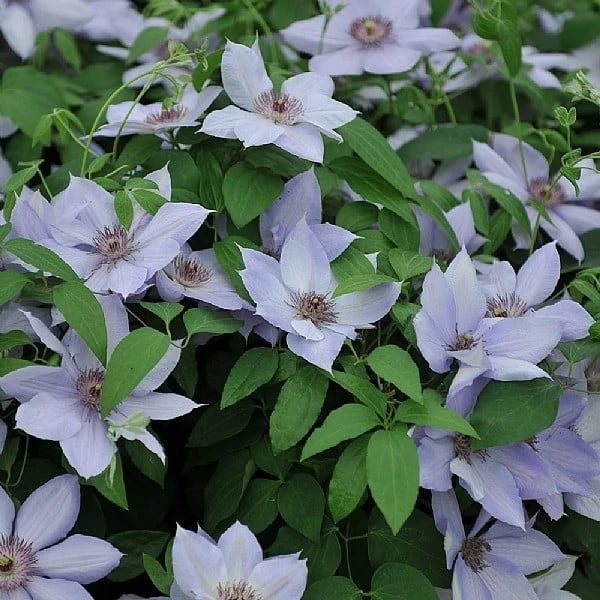Clematis 'Bernadine' 3 Clematis 'Bernadine'