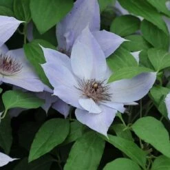 Clematis 'Bernadine' 5 Clematis 'Bernadine' -Roundupt Store CLEMBERN 1