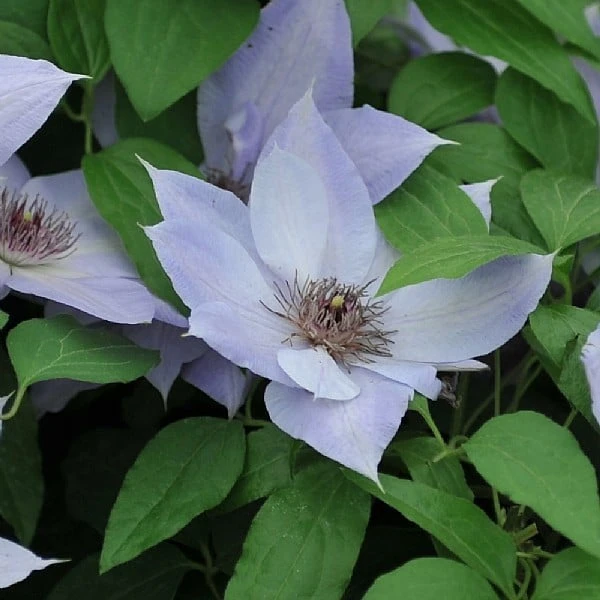 Clematis 'Bernadine' 4 Clematis 'Bernadine' - Image 2