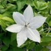 Clematis 'Tsukiko' -Roundupt Store CLEMTSUK