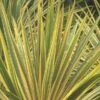 Cordyline Australis 'Torbay Dazzler' 1 Cordyline Australis 'Torbay Dazzler' -Roundupt Store CORDTORDAZ