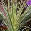 Cordyline 'Lime Passion' -Roundupt Store CORLIPA