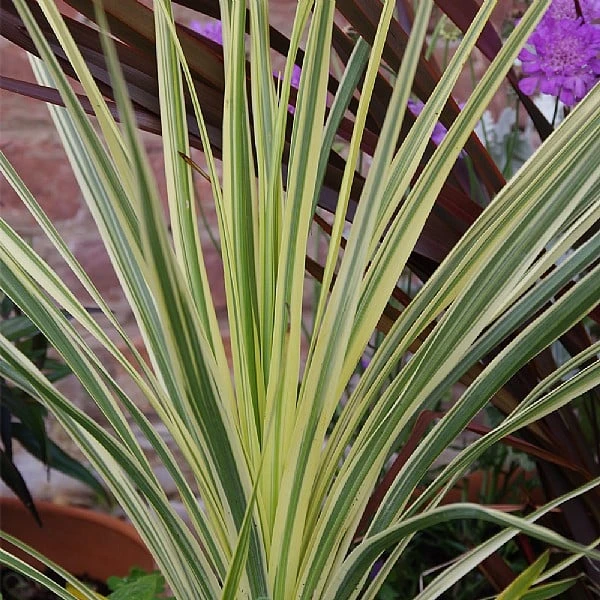 Cordyline 'Lime Passion' 3 Cordyline 'Lime Passion'