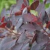 Cotinus 'Royal Purple' 1 Cotinus 'Royal Purple' -Roundupt Store COTROPU