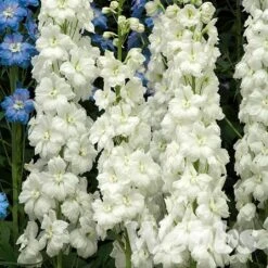 Delphinium 'Moonbeam'