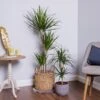 Dracaena Marginata (Dragon Tree) 2 Dracaena Marginata (Dragon Tree) -Roundupt Store DRACMAR