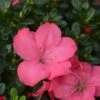 Evergreen Azalea 'Anouk' -Roundupt Store EAZAANOUK