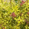 Escallonia 'Golden Carpet' 2 Escallonia 'Golden Carpet' -Roundupt Store ESCGOCA