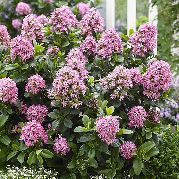 Escallonia 'Pink Elle' 3 Escallonia 'Pink Elle'