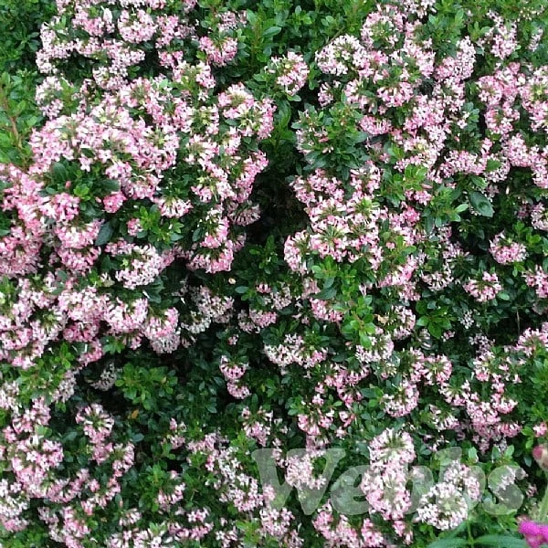 Escallonia 'Show Stopper' 3 Escallonia 'Show Stopper'