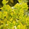 Euonymus Fortunei 'Emerald N Gold' -Roundupt Store EUEGO