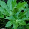 Fatsia Japonica 2 Fatsia Japonica -Roundupt Store FAJAP
