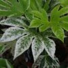 Fatsia Japonica 'Spider's Web' 2 Fatsia Japonica 'Spider's Web' -Roundupt Store FATSPIWEB
