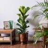 Fiddle-Leaf Fig (Ficus Lyrata) 1 Fiddle-Leaf Fig (Ficus Lyrata) -Roundupt Store FICLYR