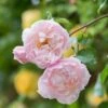 The Generous Gardener English Climbing Rose -Roundupt Store GENERGARD