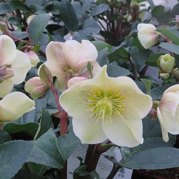Helleborus X Ballardiae 'Cinnamon Snow' 3 Helleborus X Ballardiae 'Cinnamon Snow'