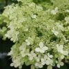 Hydrangea Paniculata 'Bobo' -Roundupt Store HYDBOBO
