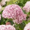 Hydrangea 'Candybelle Bubblegum' 1 Hydrangea 'Candybelle Bubblegum' -Roundupt Store HYDCABU