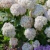Hydrangea 'Candybelle Marshmallow' -Roundupt Store HYDCAMA