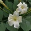 Jasminum Officinale 'Clotted Cream' 1 Jasminum Officinale 'Clotted Cream' -Roundupt Store JASCLCR