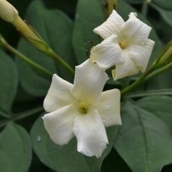 Jasminum Officinale 'Clotted Cream'