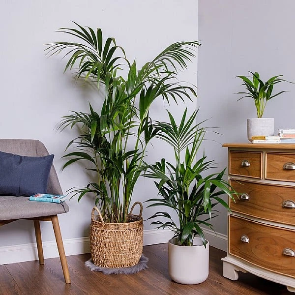 Kentia Palm (Howea Forsteriana) 3 Kentia Palm (Howea Forsteriana)